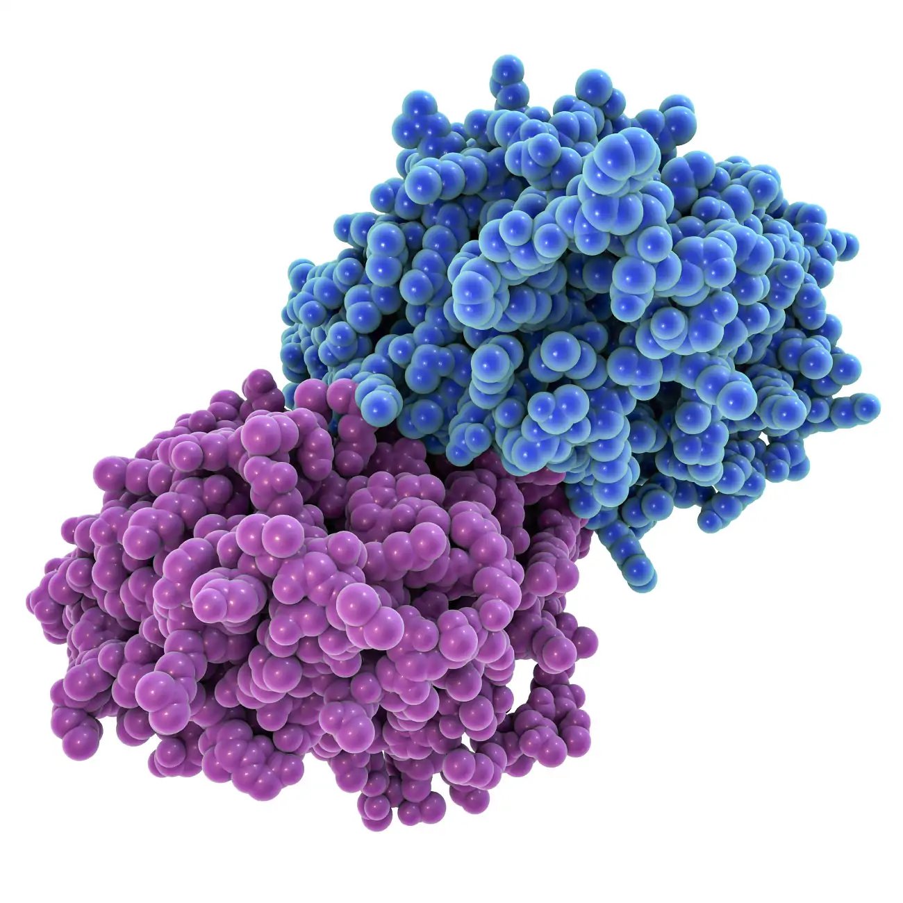 CLD_1300-1300_complexprotein_white