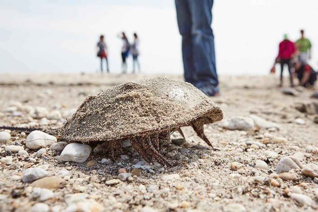 低内毒素回收（LER）