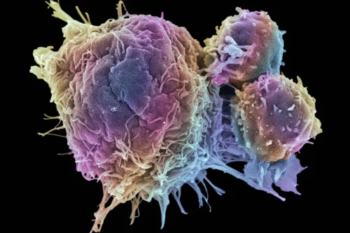 Immunogenicity / Immunotoxicity Assessment