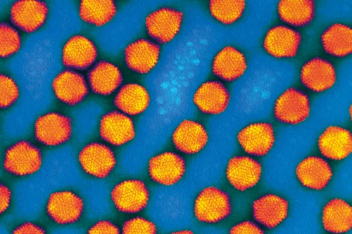 Viral Vectors Manufacturing Services (CDMO) | Lonza