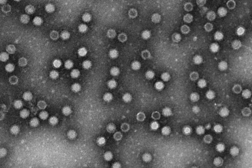 Harnessing the Power of Peptide Mapping for AAV and Adenovirus based Gene Therapy