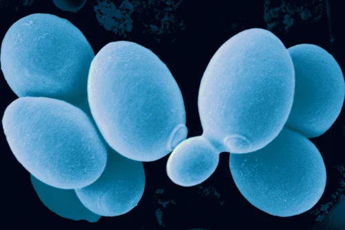 Leveraging the potential of XS® Pichia Expression System