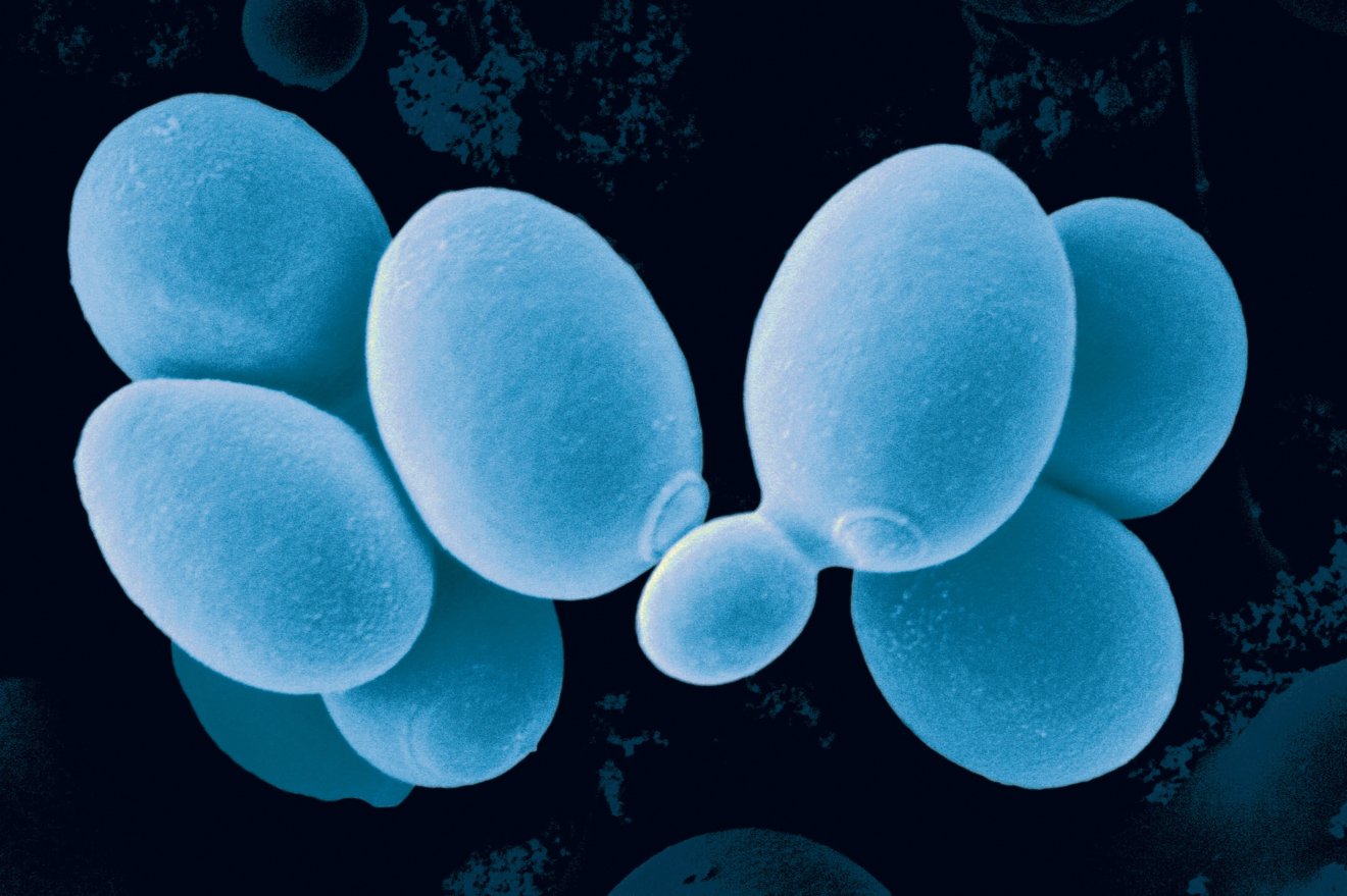 microbial-yeast-cells_cmyk_blue