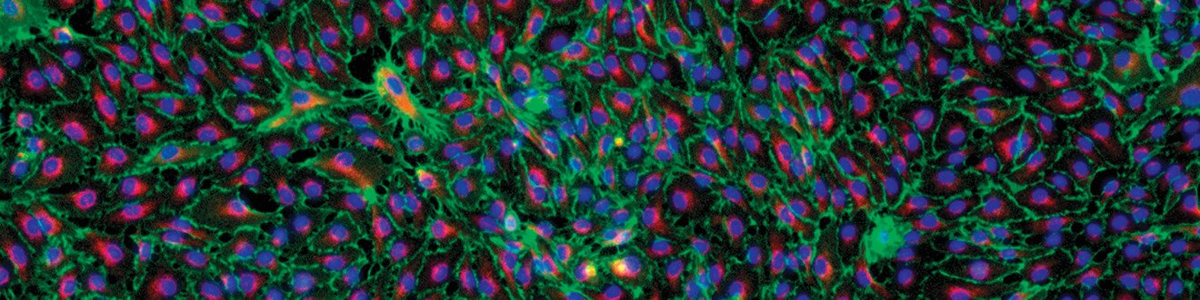 原代细胞及原代细胞培养基