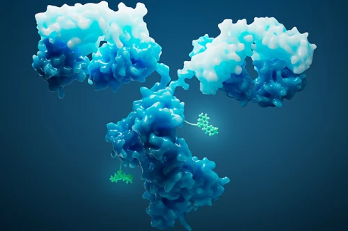 Ibex® Design ADC, DNA-to-IND Program