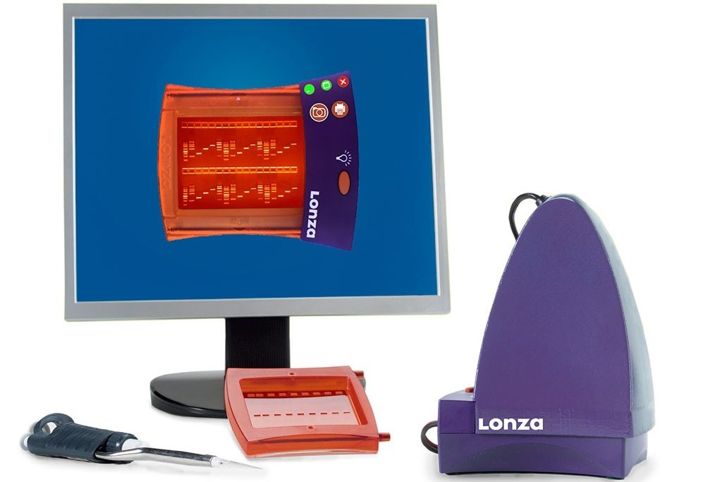 在基因编辑工作流程中使用 FlashGel Cassettes 进行分离