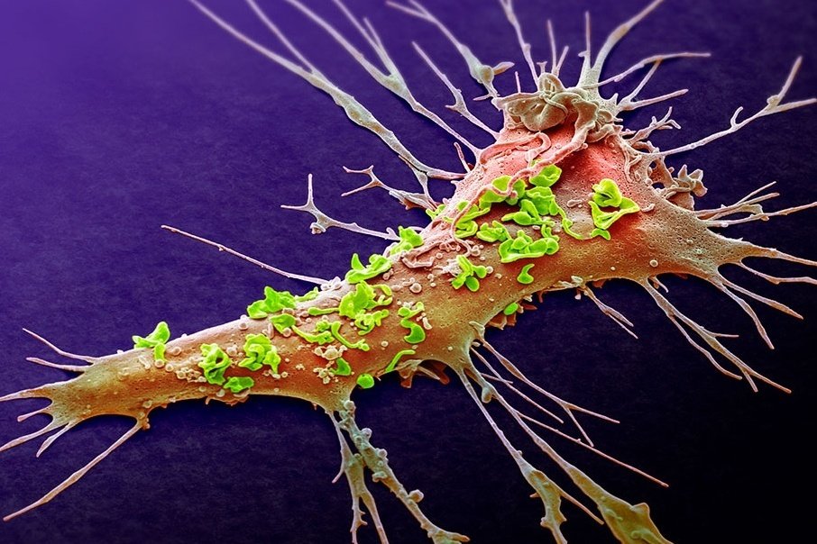 细胞培养避免支原体污染的十大技巧