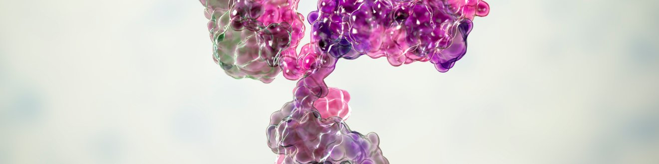 抗体人源化和去免疫化