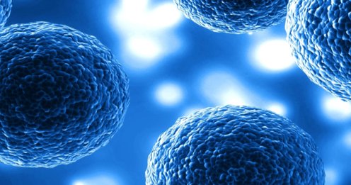 GS Xceed®基因表达系统