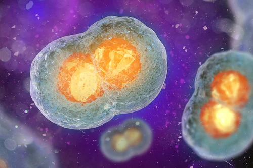 稳转细胞株的构建