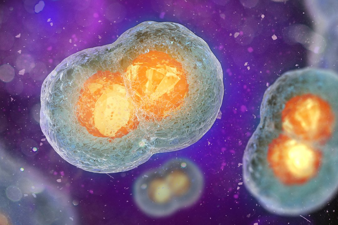 稳转细胞株的构建