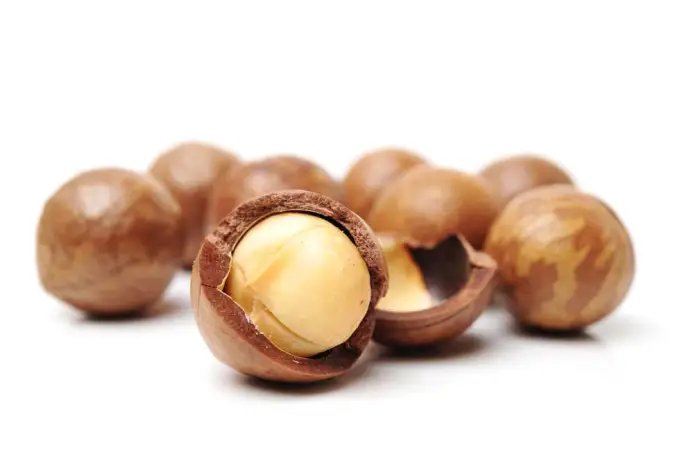 A close up of macadamia nuts in shells with one cracked open ready to eat on a white background.