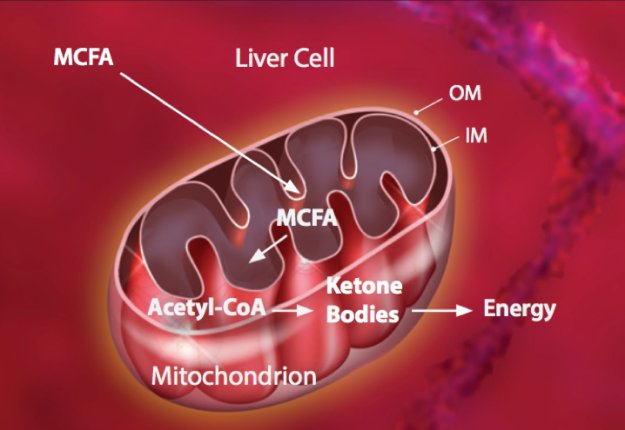 Diagram of a liver cell showing how medium chain fatty acids are absorbed.