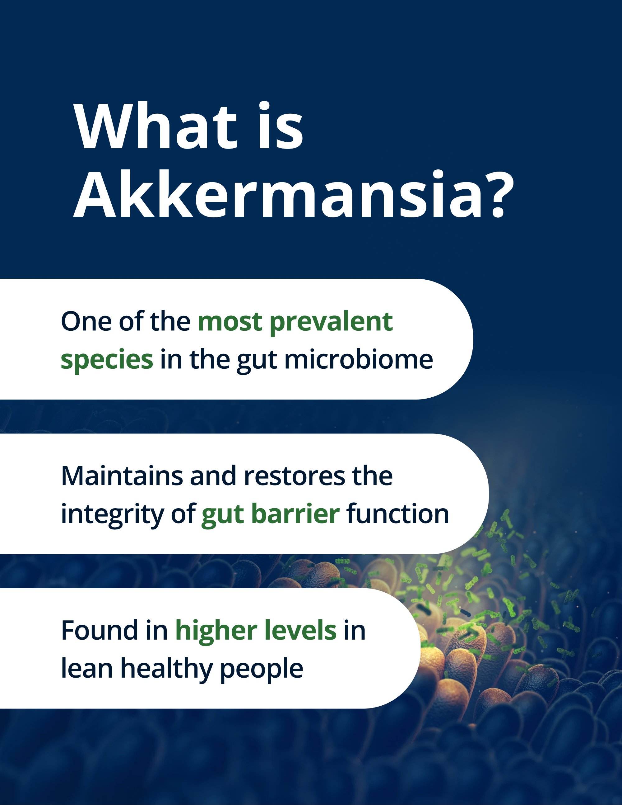 A text panel explaining that Akkermansia is a prevalent gut‑microbiome species that helps maintain gut‑barrier integrity and is found in higher levels in lean, healthy individuals.