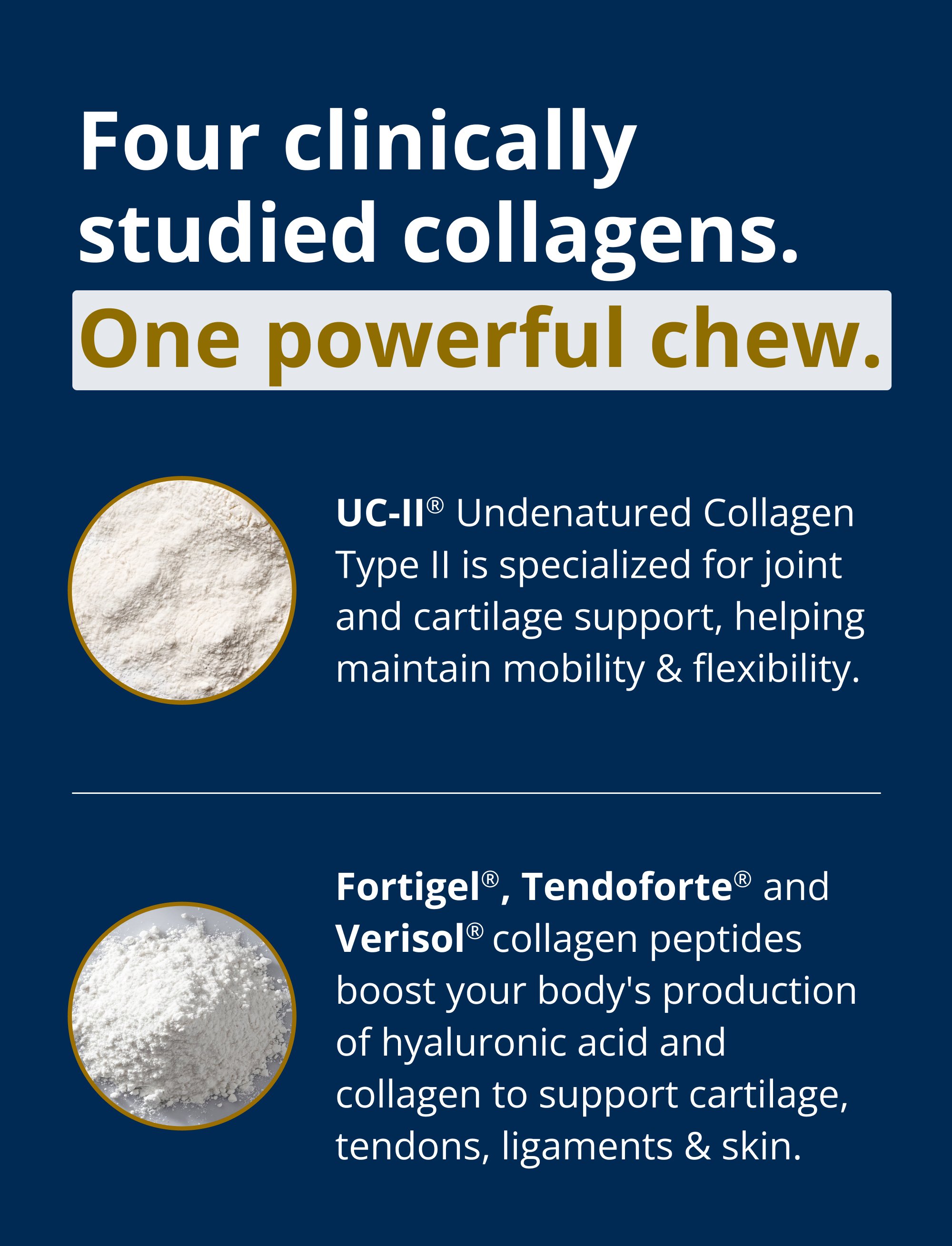 Text describing four clinically studied collagens—UC‑II® Undenatured Collagen Type II, Fortigel®, Tendoforte®, and Verisol®—with explanations of their roles in supporting joint comfort, cartilage, tendons, ligaments, and skin, set on a white background with simple graphic accents.