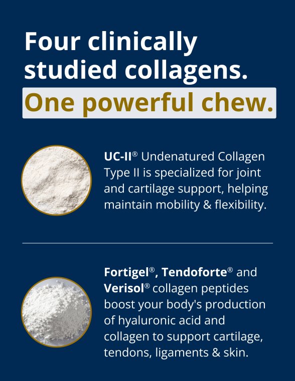 Text describing four clinically studied collagens—UC‑II® Undenatured Collagen Type II, Fortigel®, Tendoforte®, and Verisol®—with explanations of their roles in supporting joint comfort, cartilage, tendons, ligaments, and skin, set on a white background with simple graphic accents.