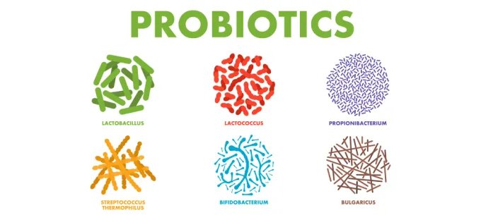 Illustration of six types of probiotics, labeled Lactobacillus, Lactococcus, Propionibacterium, Streptococcus thermophilus, Bifidobacterium, and Bulgaricus.