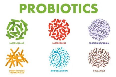 Illustration of six types of probiotics, labeled Lactobacillus, Lactococcus, Propionibacterium, Streptococcus thermophilus, Bifidobacterium, and Bulgaricus.