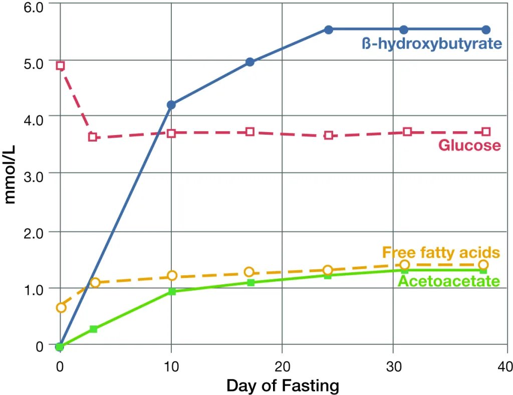 A graph showing the βOHB, glucose, free fatty acids, and acetoacetate in obese but otherwise normal man fasting for 40 days.