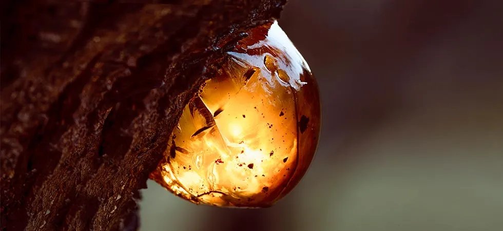 Close up image of a blob of raw acacia gum on a tree.