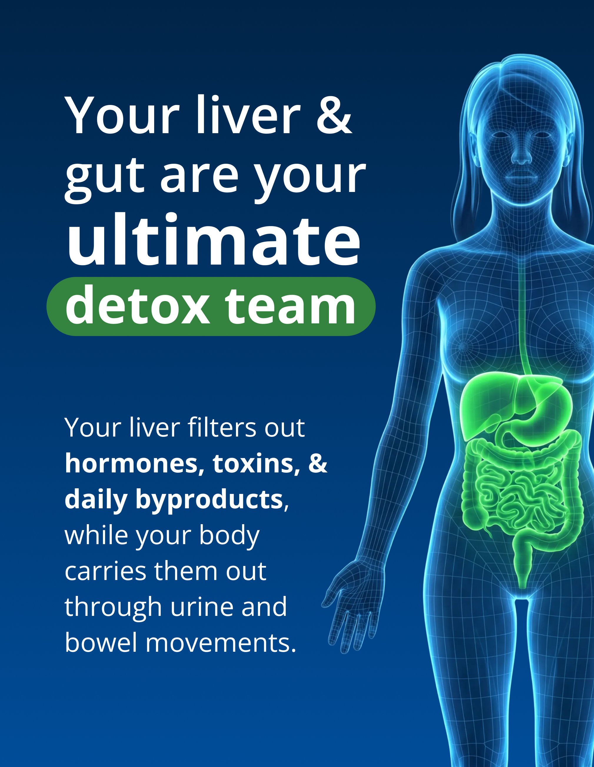 A blue educational graphic explaining the connection between liver and gut health. The headline reads, “Your liver & gut are your ultimate detox team.” A glowing anatomical illustration of a human body highlights the liver and digestive tract in green. Supporting text explains that the liver filters hormones, toxins, and daily byproducts, while the gut helps carry them out through normal elimination. The graphic introduces the health concept behind Metagenics CandiBactin-BR®, emphasizing digestive and detox support.