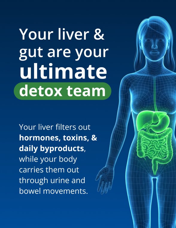 A blue educational graphic explaining the connection between liver and gut health. The headline reads, “Your liver & gut are your ultimate detox team.” A glowing anatomical illustration of a human body highlights the liver and digestive tract in green. Supporting text explains that the liver filters hormones, toxins, and daily byproducts, while the gut helps carry them out through normal elimination. The graphic introduces the health concept behind Metagenics CandiBactin-BR®, emphasizing digestive and detox support.