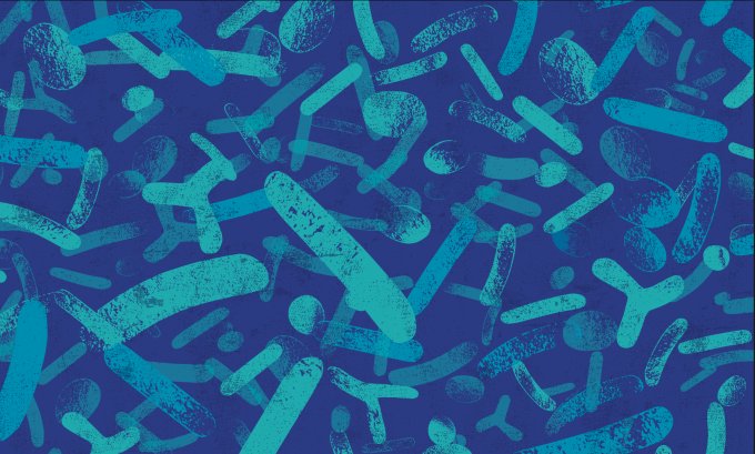 Gut microbiome bacteria supporting digestive health and healthy weight
