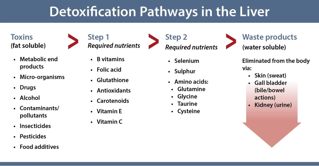 An infographic explaining the detoxifications pathways in the liver described in the blog post.