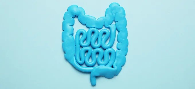 Model of a human digestive tract and intestines made from blue clay
