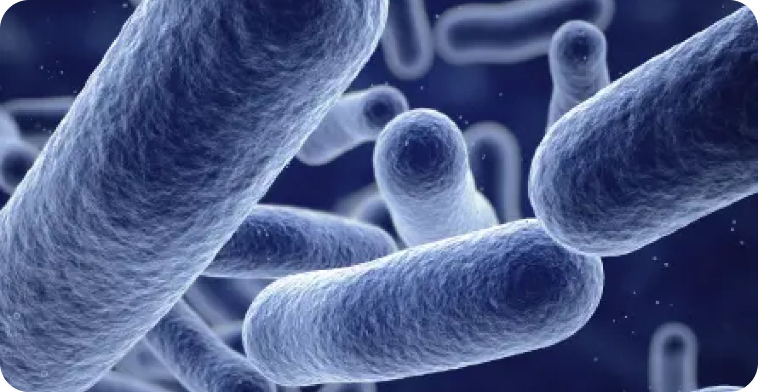 Close-up, microscopic illustration of beneficial bacteria with elongated, rounded shapes floating in a dark blue environment, representing the gut microbiome and digestive health. The image supports Metagenics education around internal wellness, encouraging consumers to reset your routine during the new year supplement sale.