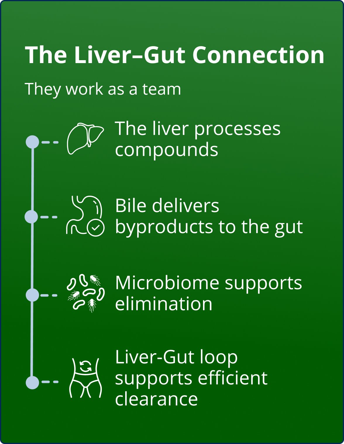 Educational content graphic titled ‘The Liver-Gut Connection’ explaining how the liver and gut work as a team. Image highlights that the liver processes compounds, bile delivers byproducts to the gut, the microbiome supports elimination, and the liver-gut loop supports efficient clearance. Includes simple line icons representing the liver, digestive system, microbiome, and gut.