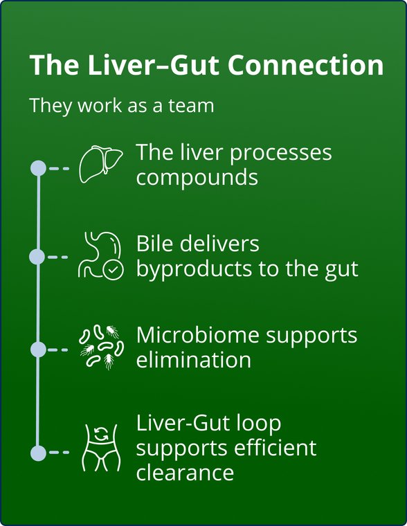Educational content graphic titled ‘The Liver-Gut Connection’ explaining how the liver and gut work as a team. Image highlights that the liver processes compounds, bile delivers byproducts to the gut, the microbiome supports elimination, and the liver-gut loop supports efficient clearance. Includes simple line icons representing the liver, digestive system, microbiome, and gut.