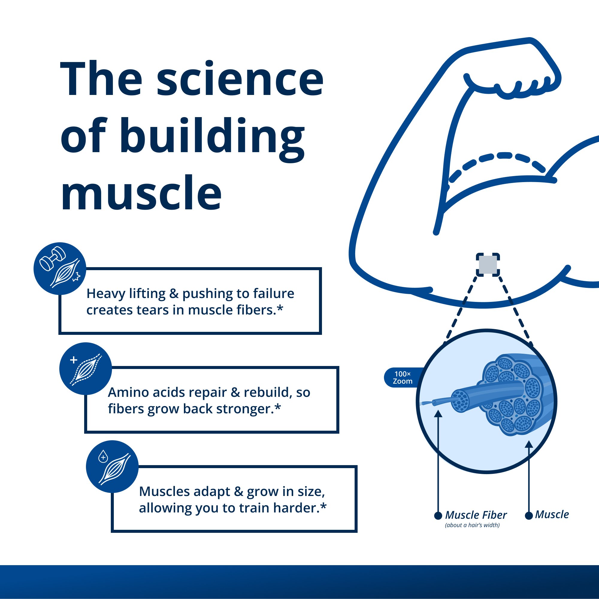 Muscle Gains Bundle 3