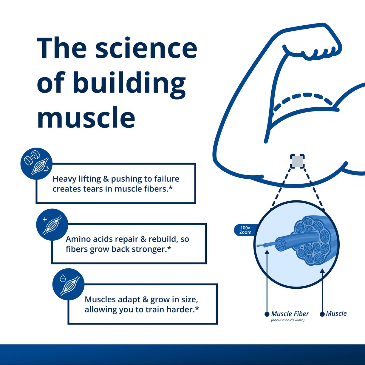 Muscle Gains Bundle 3