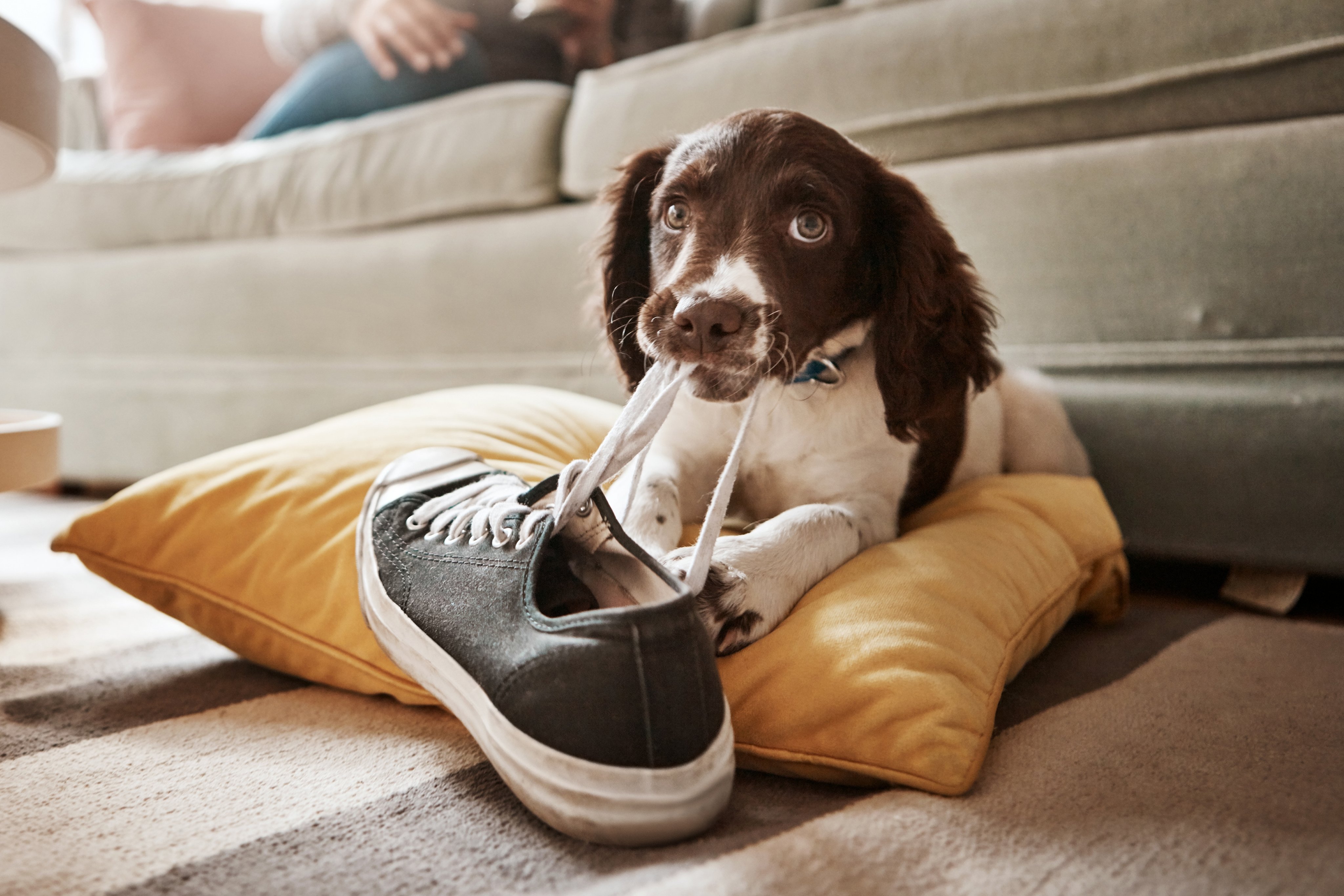 Shot of an adorable dog playing with his owner's shoe