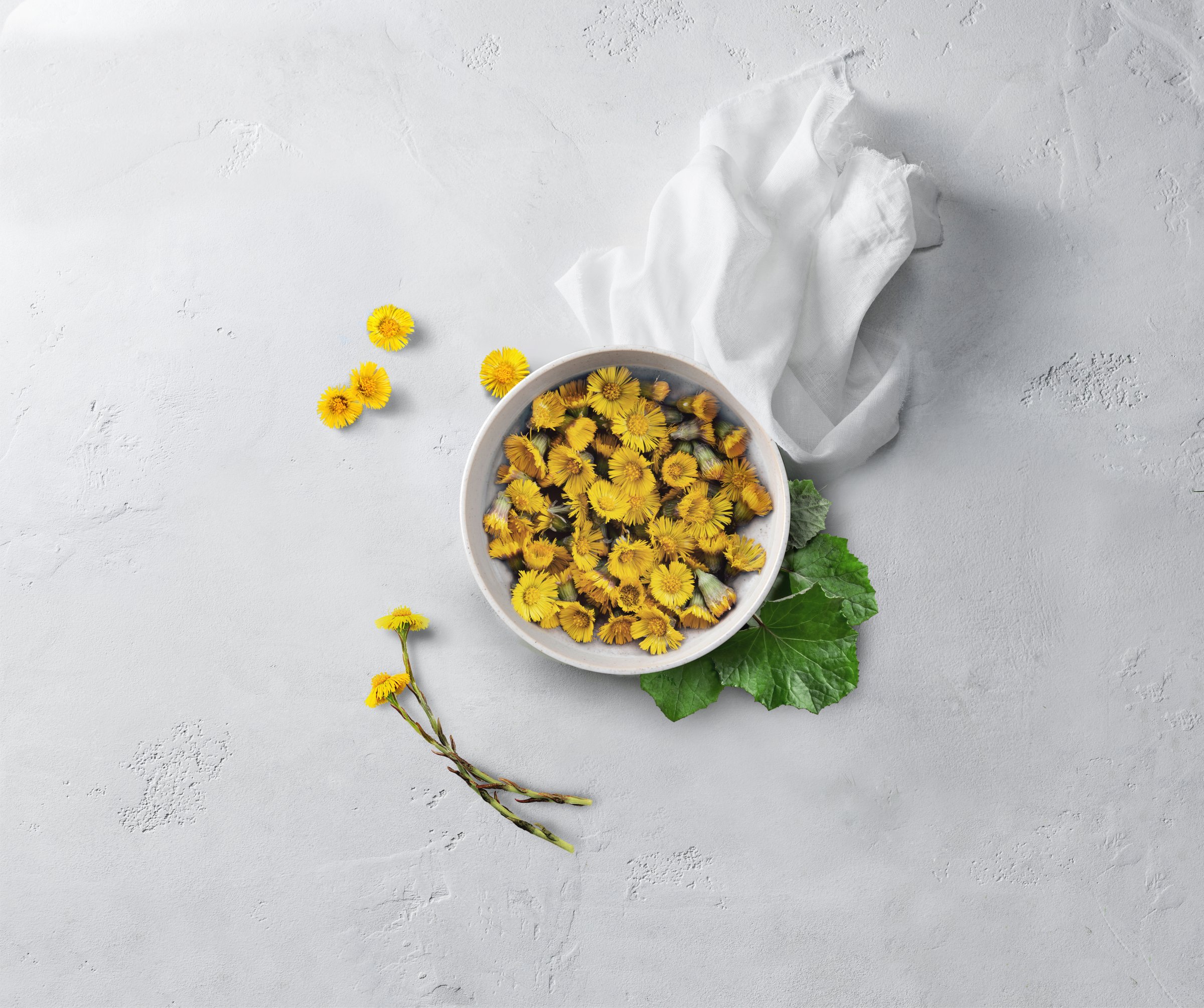 RAUSCH_Huflattich_300dpi