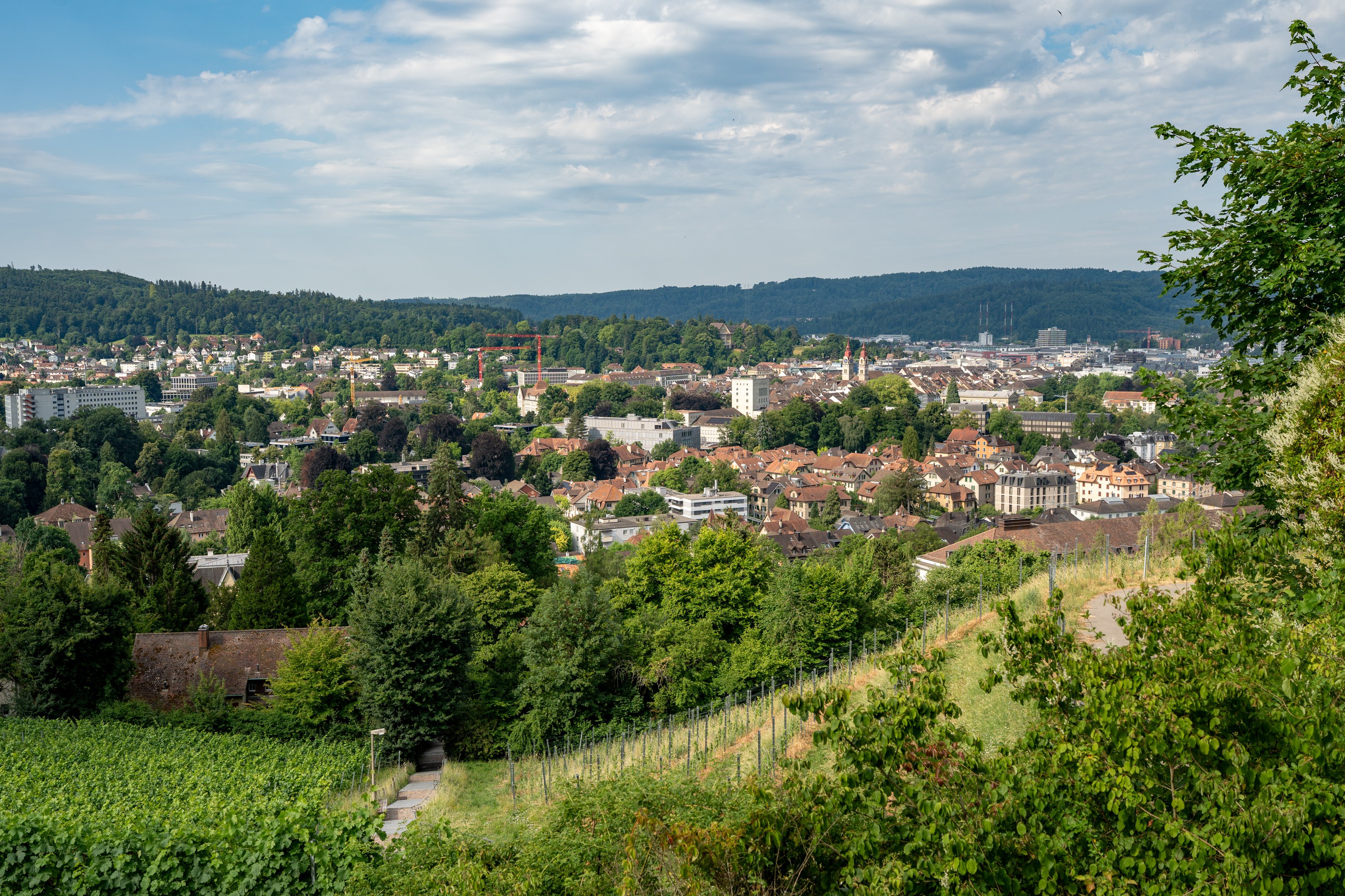 Une ville avec de nombreuses maisons entourées de vignes au premier plan et de forêts en arrière-plan.