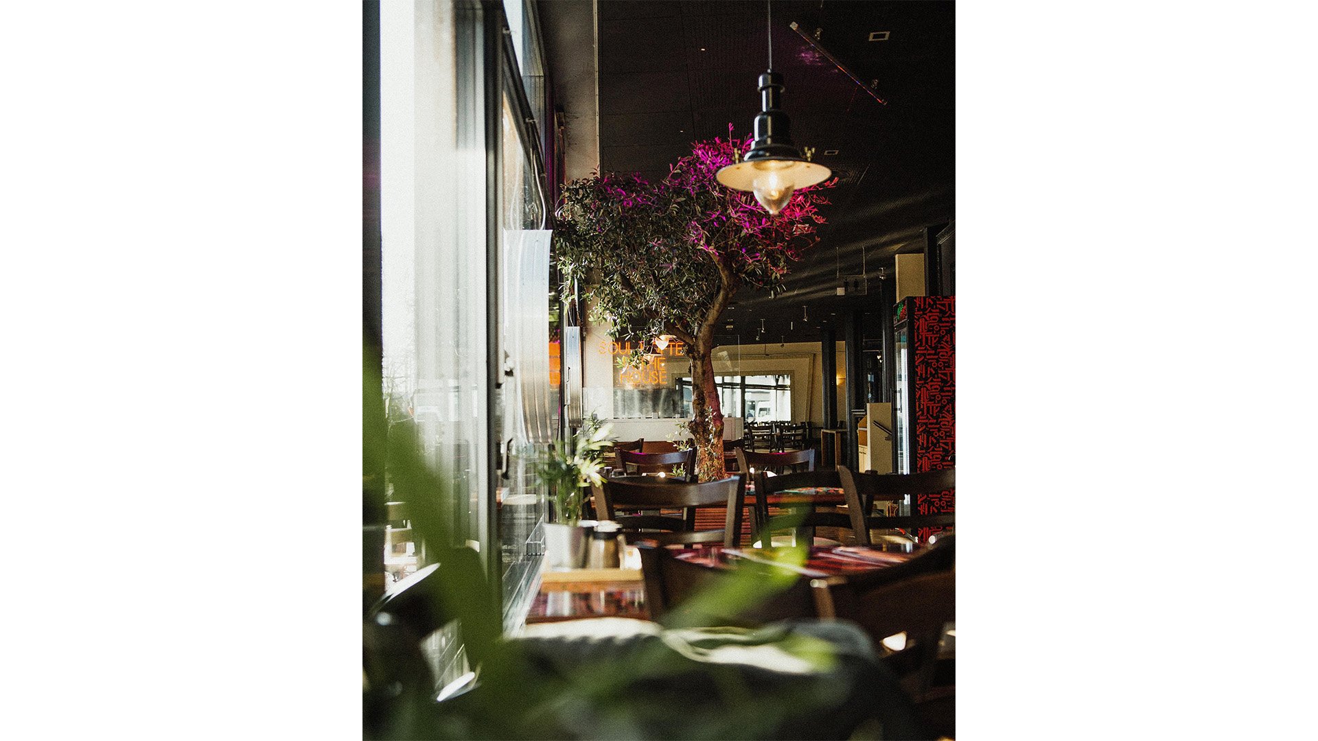 Vista del ristorante dall’interno, con tavoli, sedie e un ulivo.