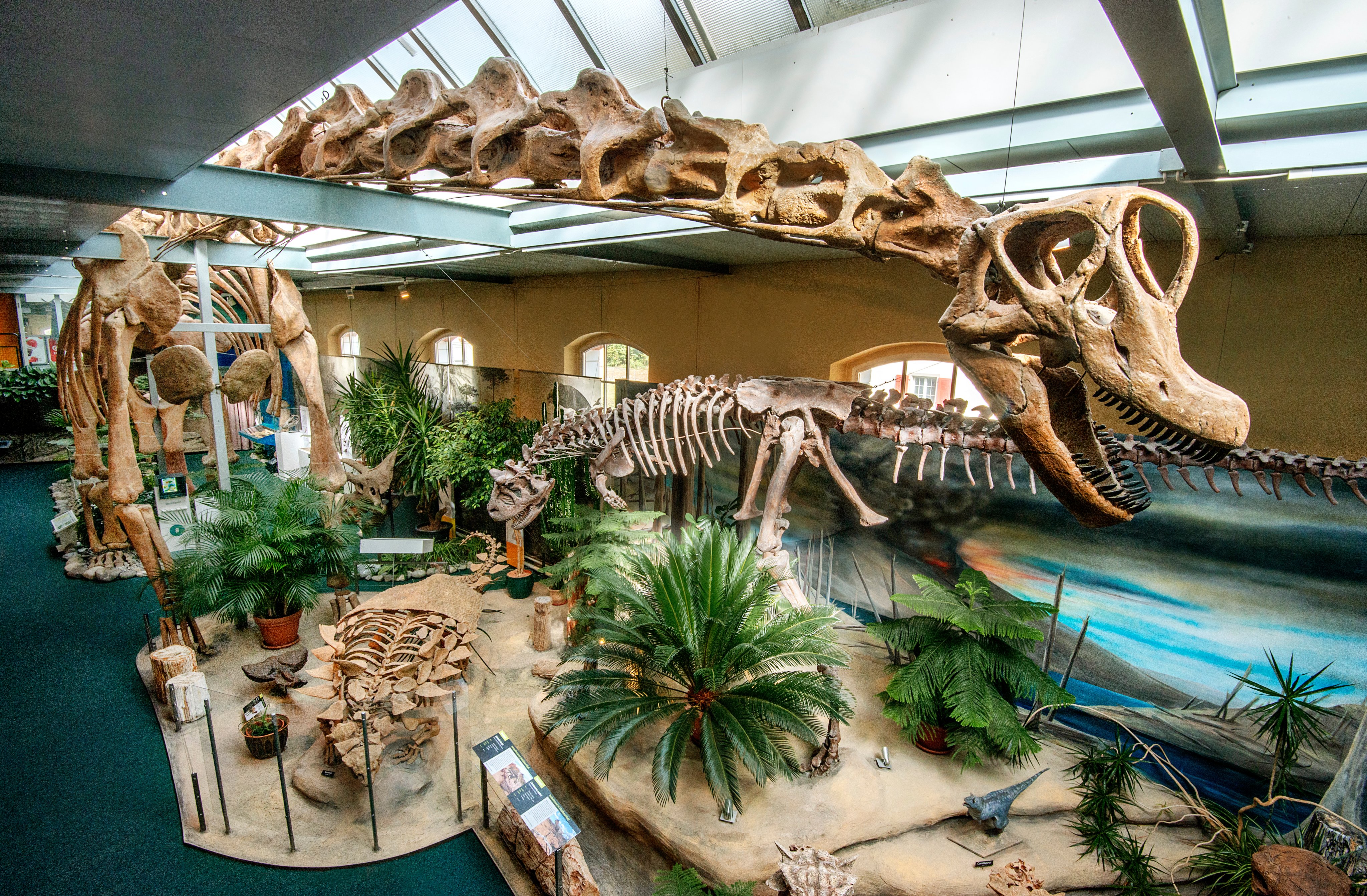 Grosses Dinosaurierskelett im Sauriermuseum in Aathal. 