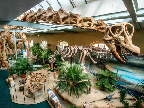 Grosses Dinosaurierskelett im Sauriermuseum in Aathal.