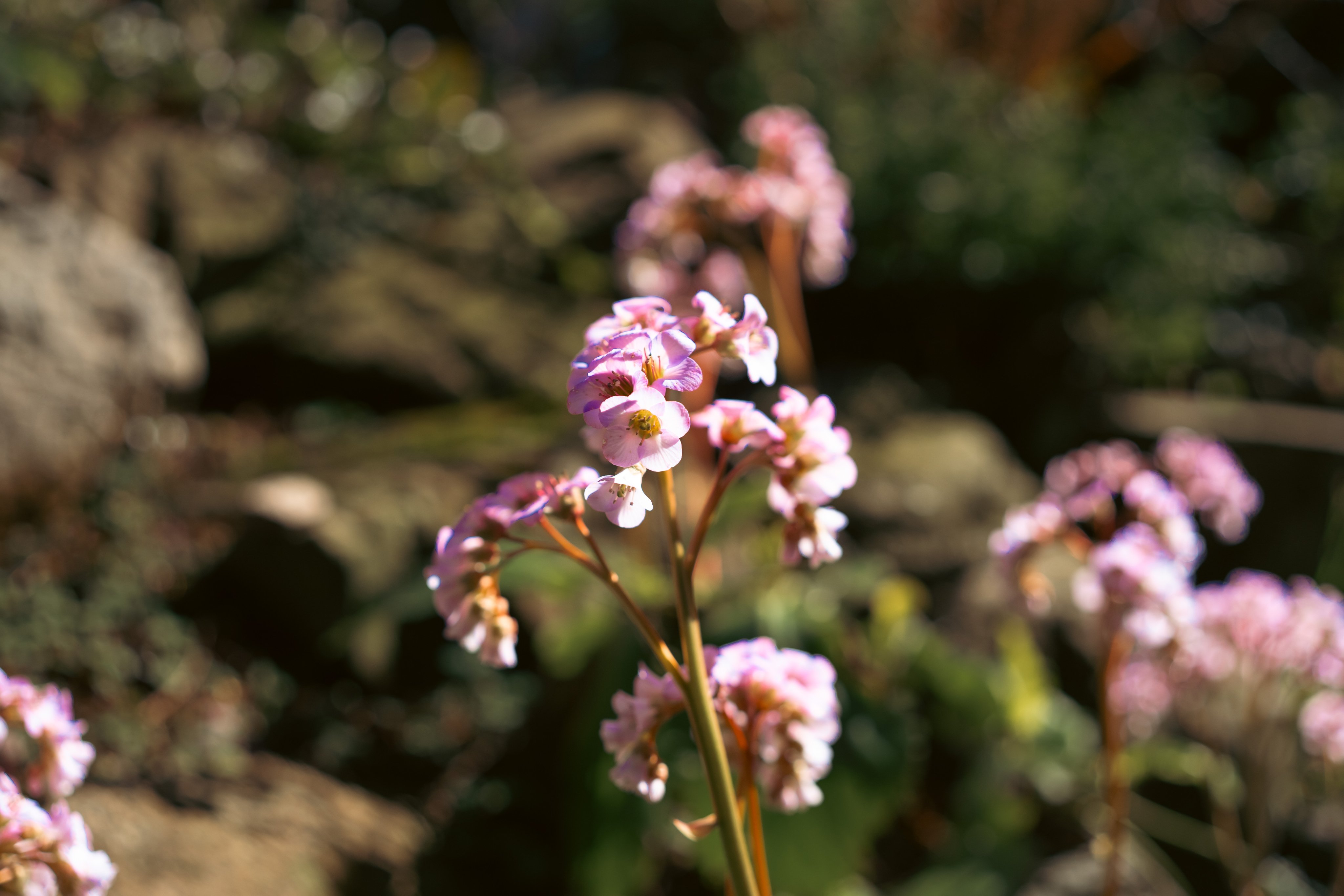 Une fleur blanc-rose dans le jardin du parc.