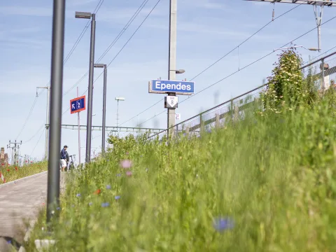 Gräser neben dem Aufgang zu einem Bahnhof. Im Bild: Fahrleitungen und Schild «Ependes».