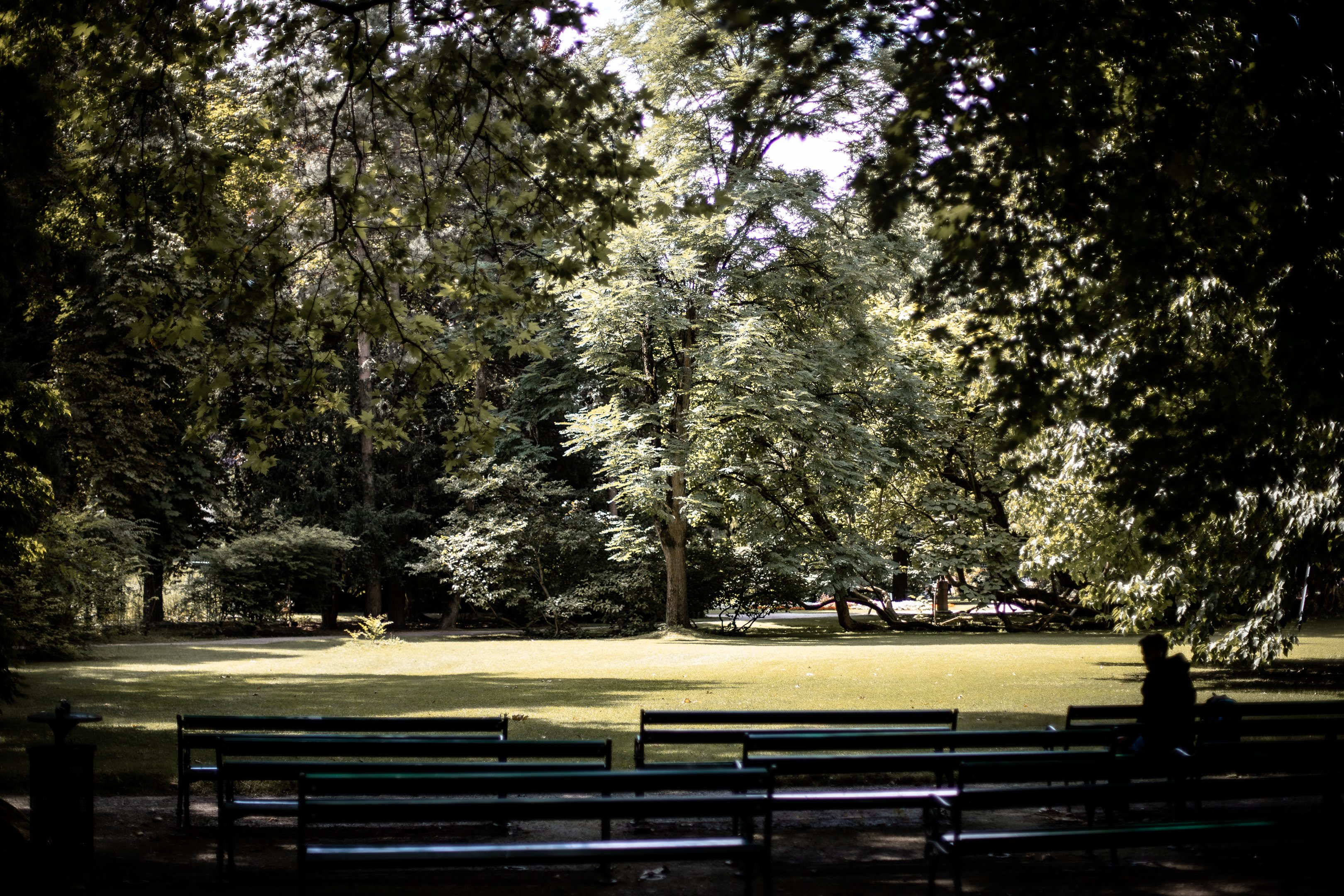 Panchine del parco davanti a un prato e ad alberi.