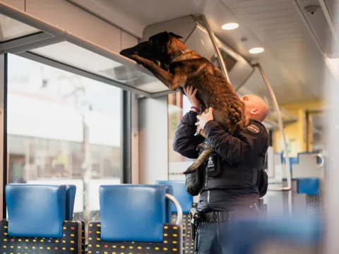 Der Polizeihund schnüffelt nach einer Spur in Gepäckabteil eines Zuges. Der Polizist hebt ihn dabei in die Höhe zur Ablage.