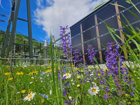 Blumen, im Hintergrund ein Unterwerk und eine Photovoltaik-Anlage