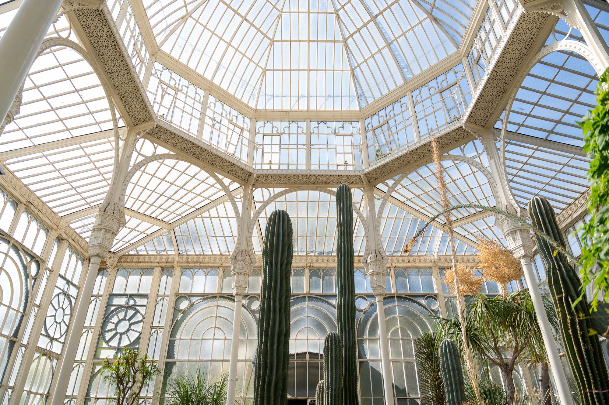 Kakteen und weitere Pflanzen unter einem Glasdach.