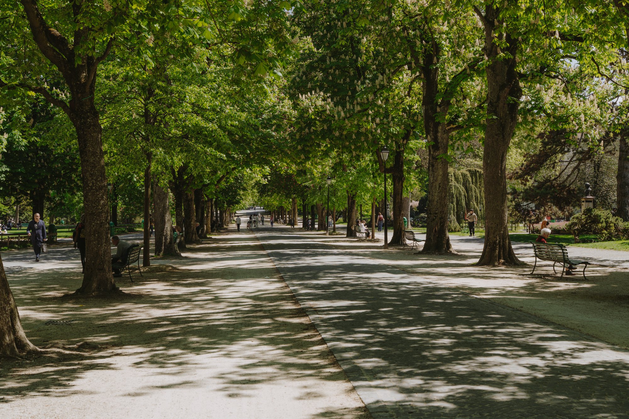 Allée arborée avec bancs et promeneurs