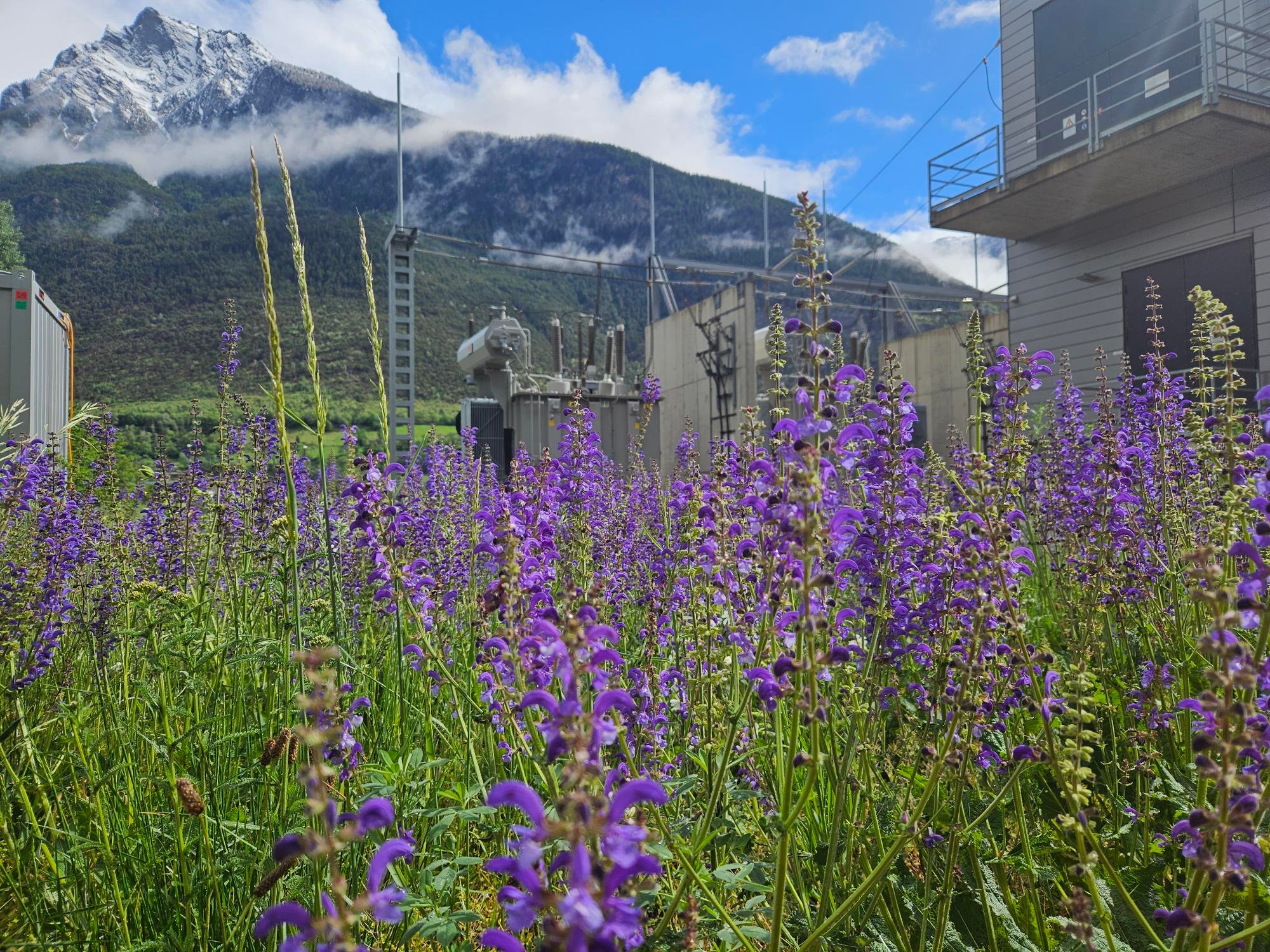 Krabbeln, zwitschern, blühen: Wie die SBB die Biodiversität fördert