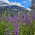 Krabbeln, zwitschern, blühen: Wie die SBB die Biodiversität fördert