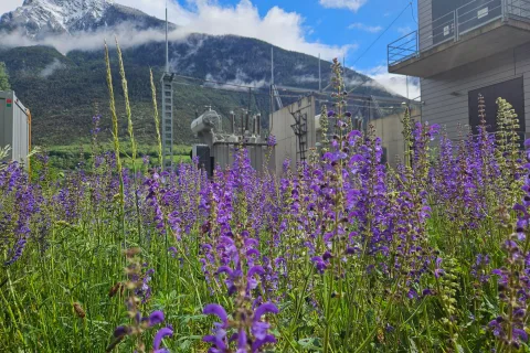 Blumenwiese vor einem Unterwerk